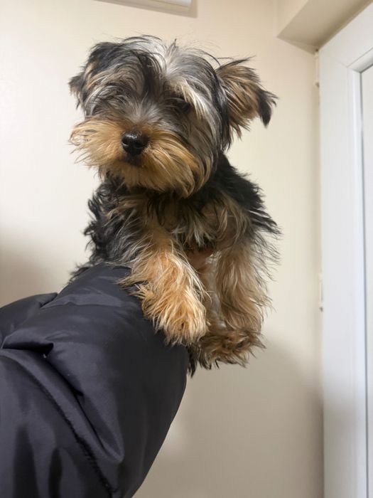 Йоркширски териер (йорки)