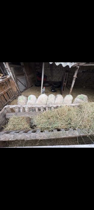 Продават се агнета
