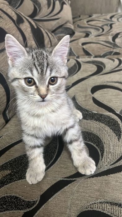 Скоттиш страйт мальчик