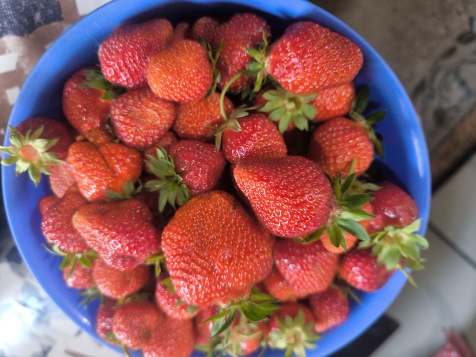 Продам рассаду клубники