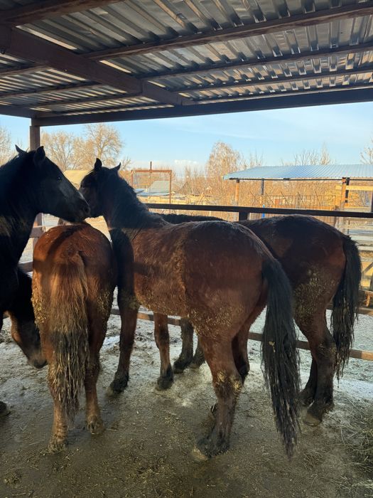 Семіз құнпндар сатылады