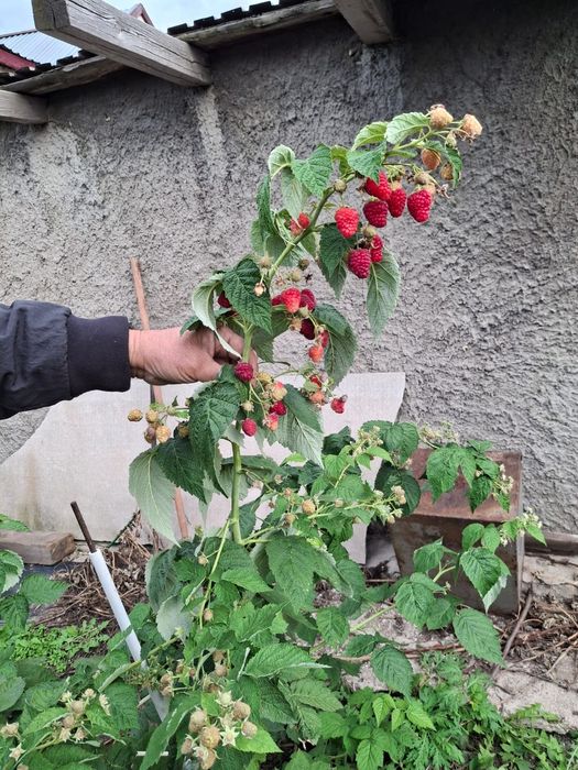 Малина Полька ремонтантная