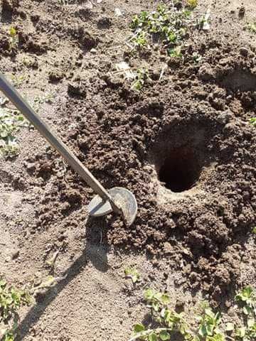 Свредел за засаждане на разсад