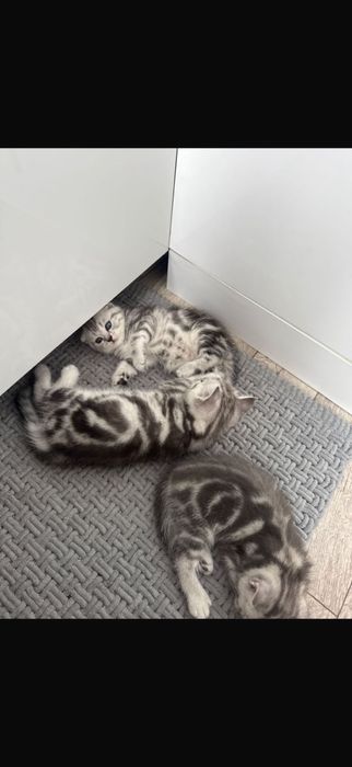 Шотландские котята