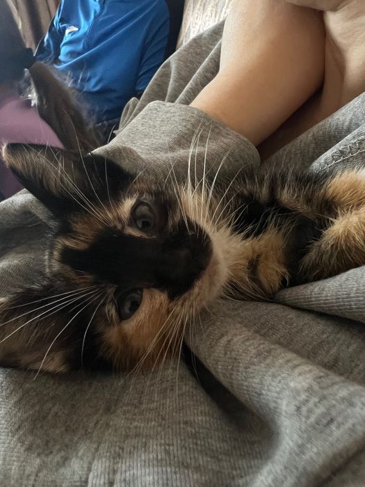 Котенок девочка 3 месяца