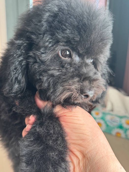 Maltipular 3 oy oldin tug’ulgan sog’lom