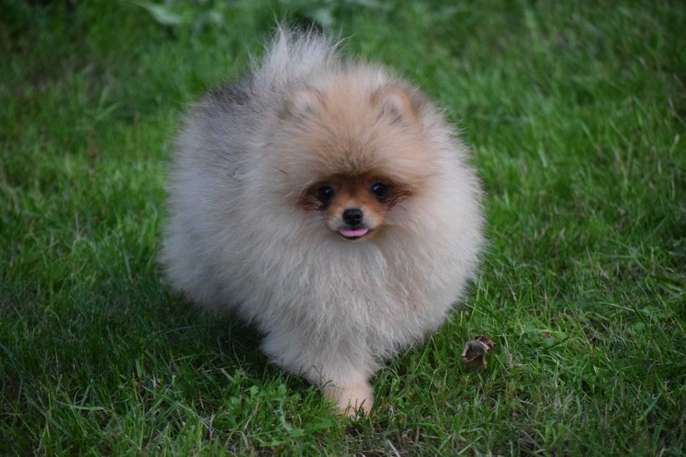 Pomeranian fetita