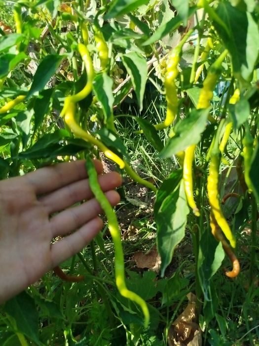 Перец полу горький, как халапенио только вкусней. Для банок самое то
