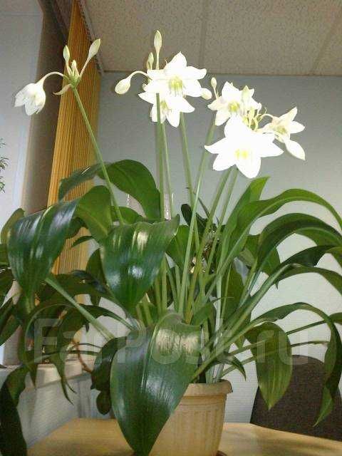 Комнатное растение эухарис фото Комнатное растение эухарис фото