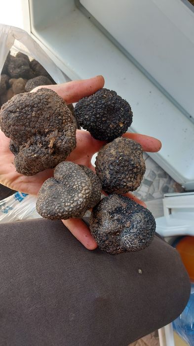 Vând trufe proaspete