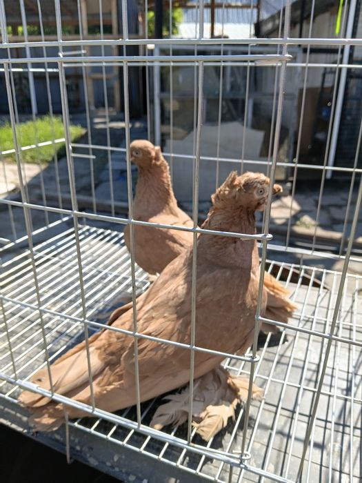 Продам 3 пары голубей