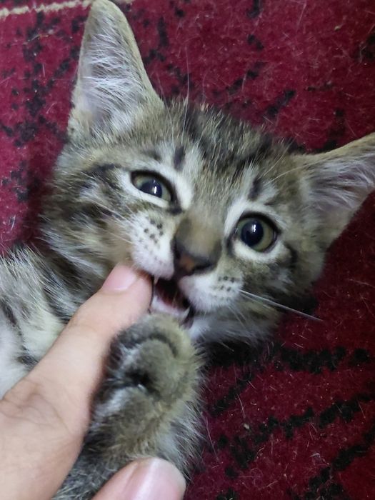 Доставлю и отдам бесплатно котенка