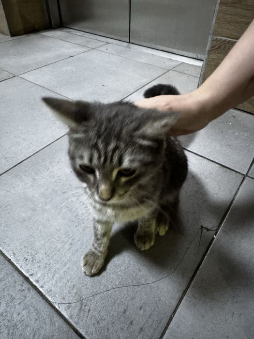 Кошечка бесплатно нашли на улице