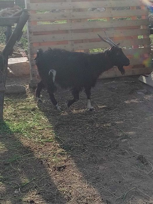 Vand 2 oi tinere carabase si o capra