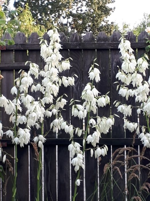 Yucca de gradina