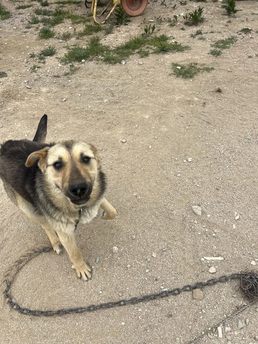 Отдам даром в хорошие руки