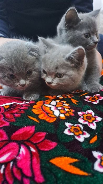 Scottish fold 2.5 oylik