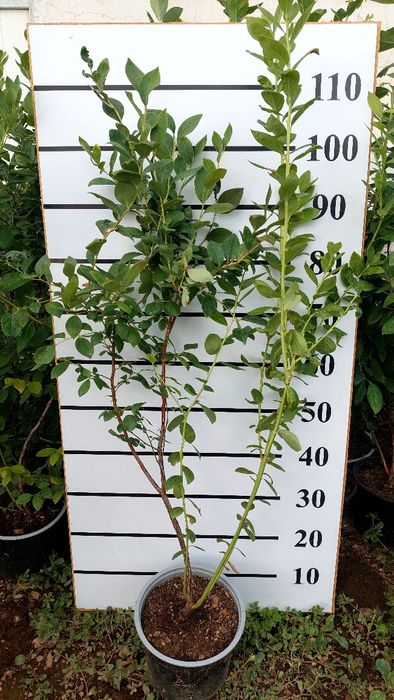 Саженцы голубики