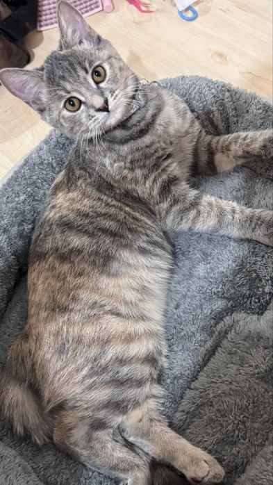 котенок 3 месяца