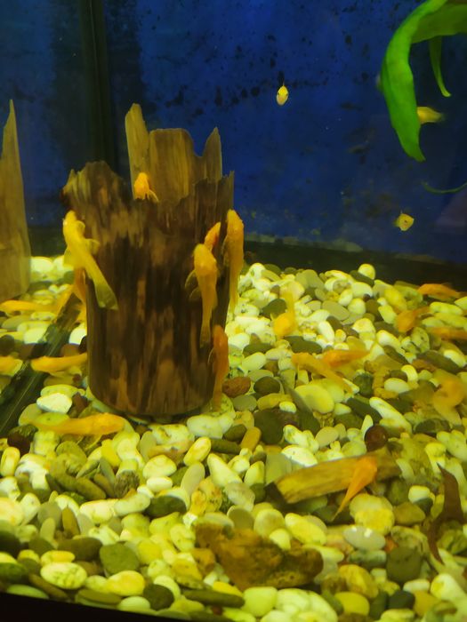 Анциструсы желтые