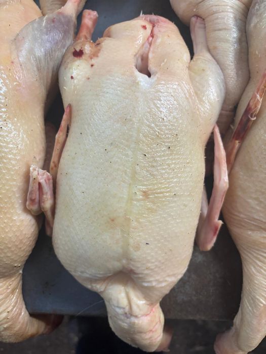 Продам мясо домашних кур уток гусей