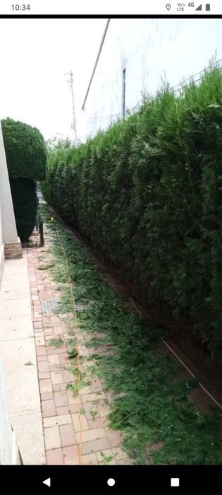 Ofer servicii: Grădinărit/Tuns iarba/Săpat gradini/Însămânțare gazon/Etc...
