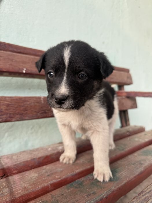 Щенок / щенята, Собака / собаки