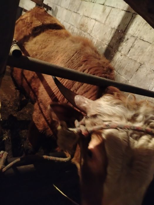 Продам бычков с откорма.