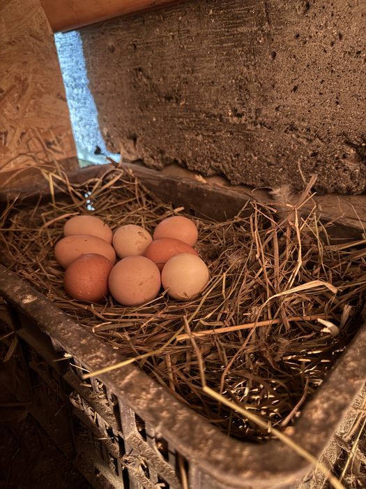 Яйца домашние свежие