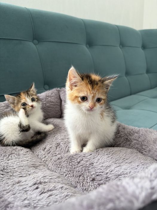 Котята девочки срочно ищут дом!