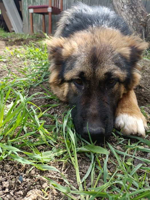 Немецкая овчарка  длино шорстная