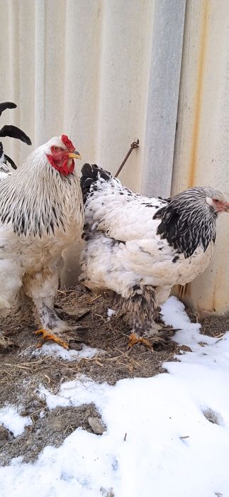 Xoroz va tovuq brama ulgurib qoling