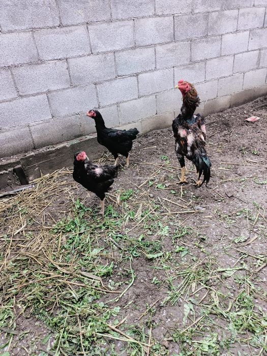 Продам даканов семья