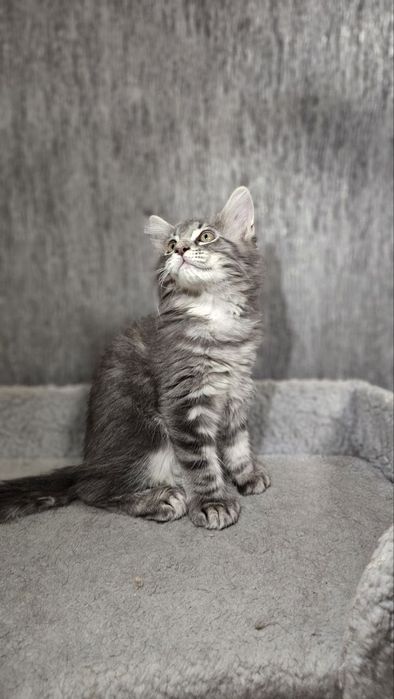 Котята Мейн-кун полидакты