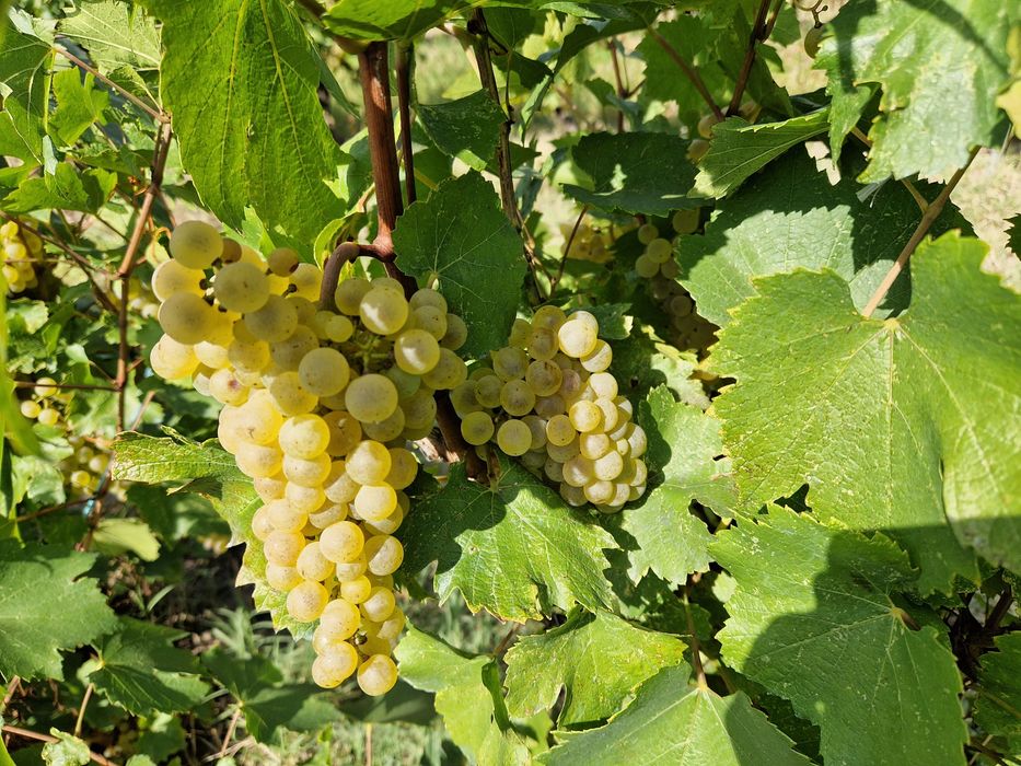 Struguri Chardonnay DOC Cotesti pentru vin de calitate Producator