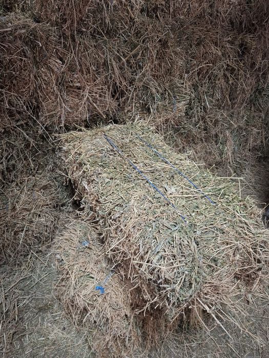 Baloti lucerna dreptunghiulari si rotunzi