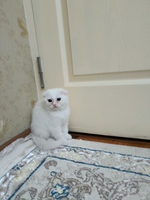 Oq Scottish Fold mushugi