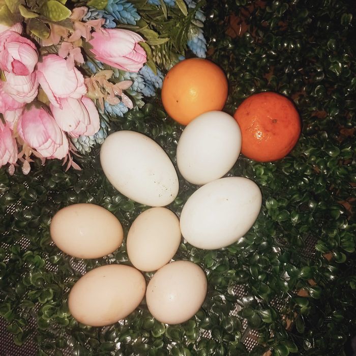 Продам Яйца перепелок, индюков и гусей.