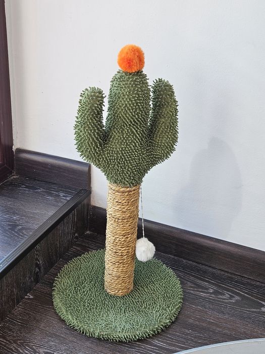 Motan Exotic shorthair