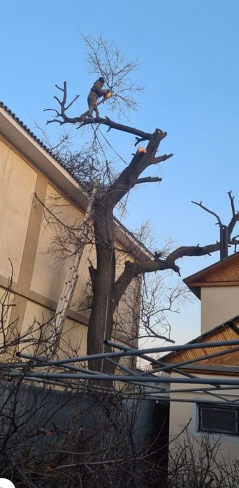 Спил дерево агаш кесемиз