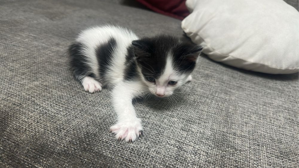 Отдам котят в добрые руки