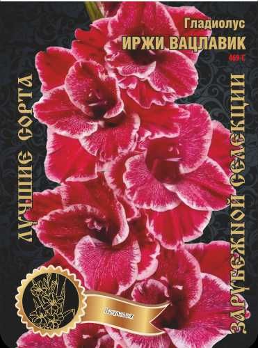 Гладиолусы луковицы