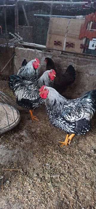 Петухи.  виандот