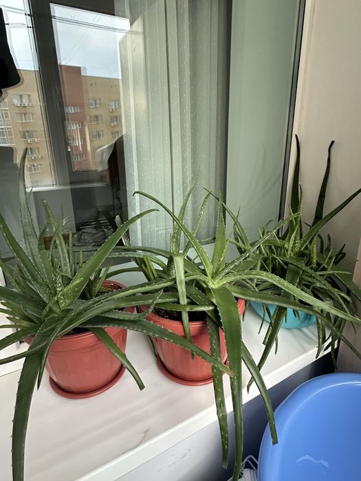 алое 3 горшка продаю