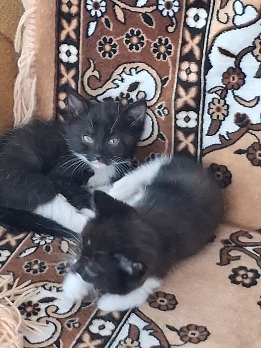 Кот кошка кошка18у