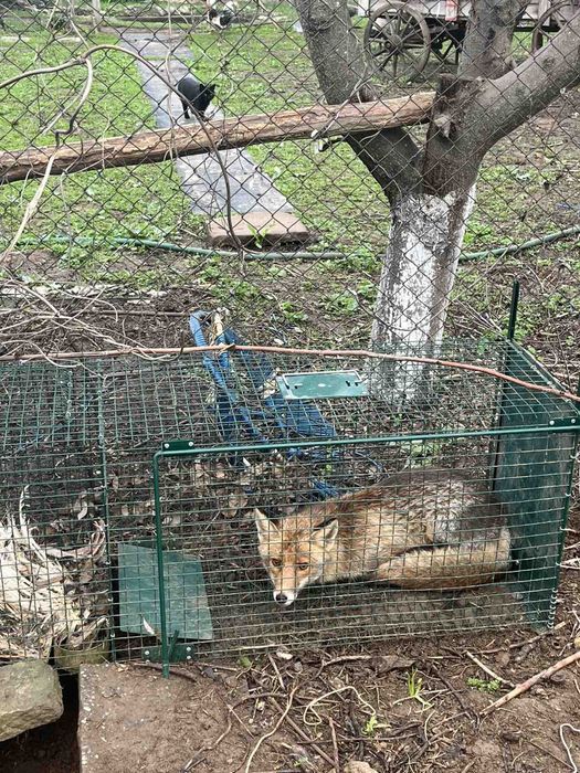 Капан за лисица с жива примамка
