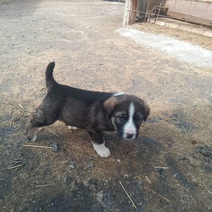 Таза қанды күшіктер сатылады