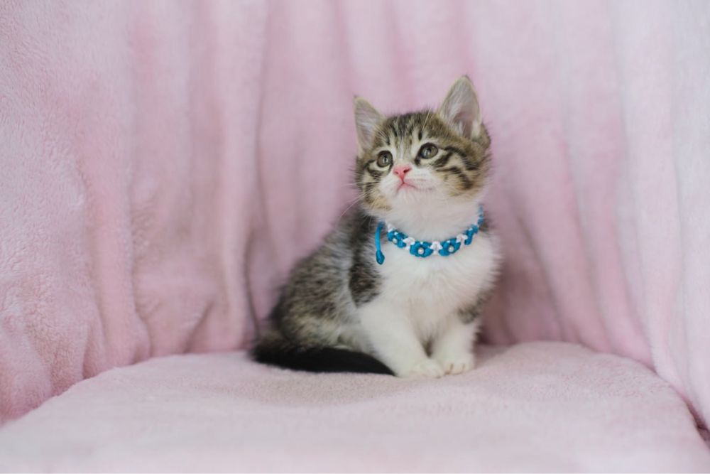 Европейские короткошерстные котята