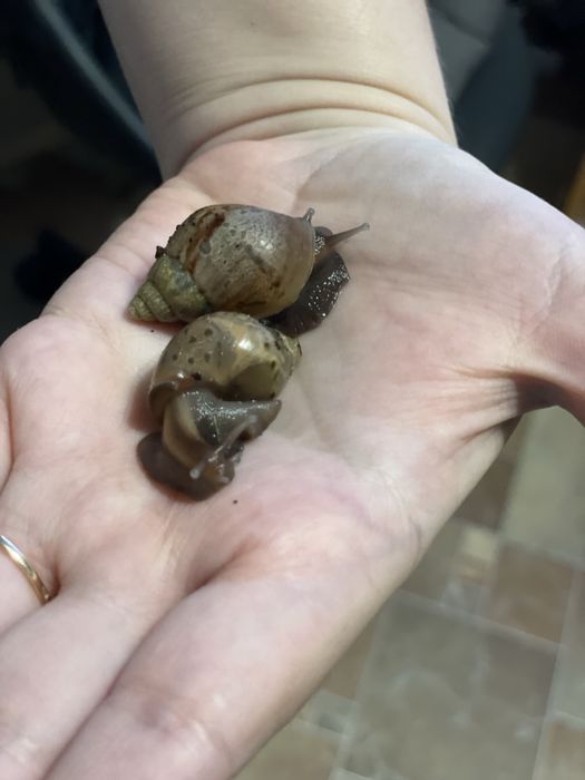 Улитки Ахатины. Есть разного размера