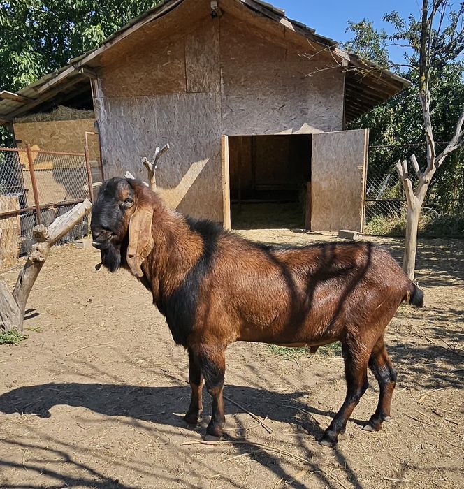 Tapi anglonubieni de vânzare
